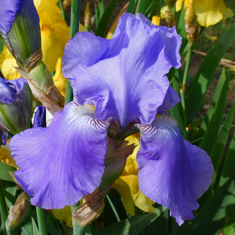 Iris Barbata-Elatior-H. 'Harbor Blue'<span>Hohe Bartiris</span>