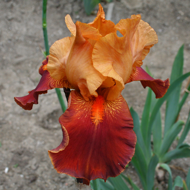 Iris Barbata-Elatior-H. 'Jubile Rainier III'<span>Hohe Bartiris</span>