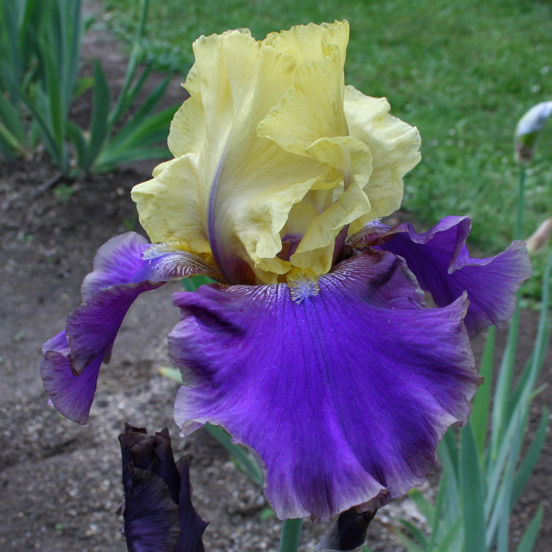 Iris Barbata-Elatior-H. 'Jurassic Park'<span>Hohe Bartiris</span>