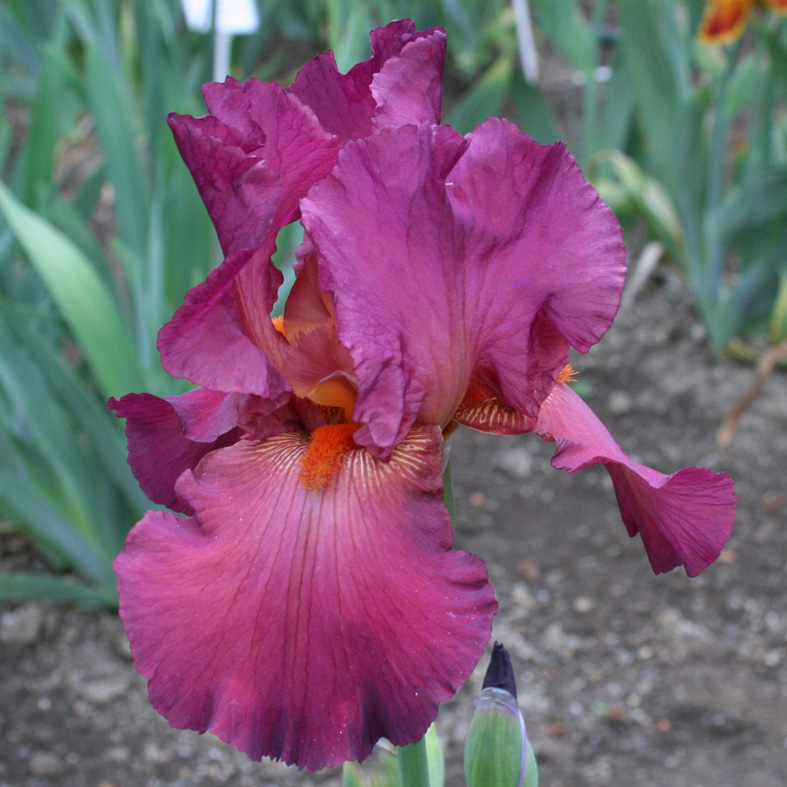 Iris Barbata-Elatior-H. 'Lady Friend'<span>Hohe Bartiris</span>