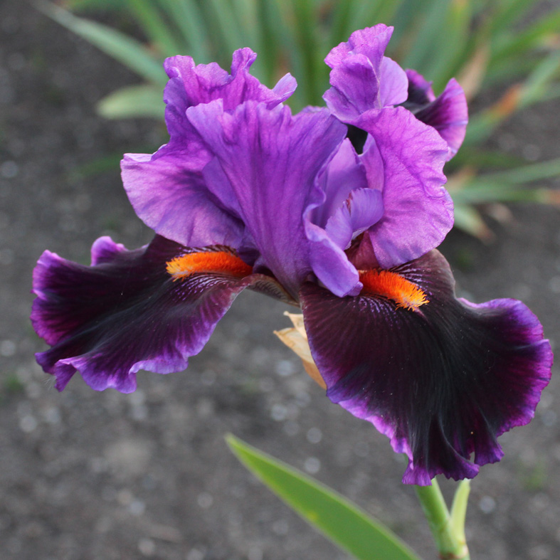 Iris Barbata-Elatior-H. 'Local Color'<span>Hohe Bartiris</span>