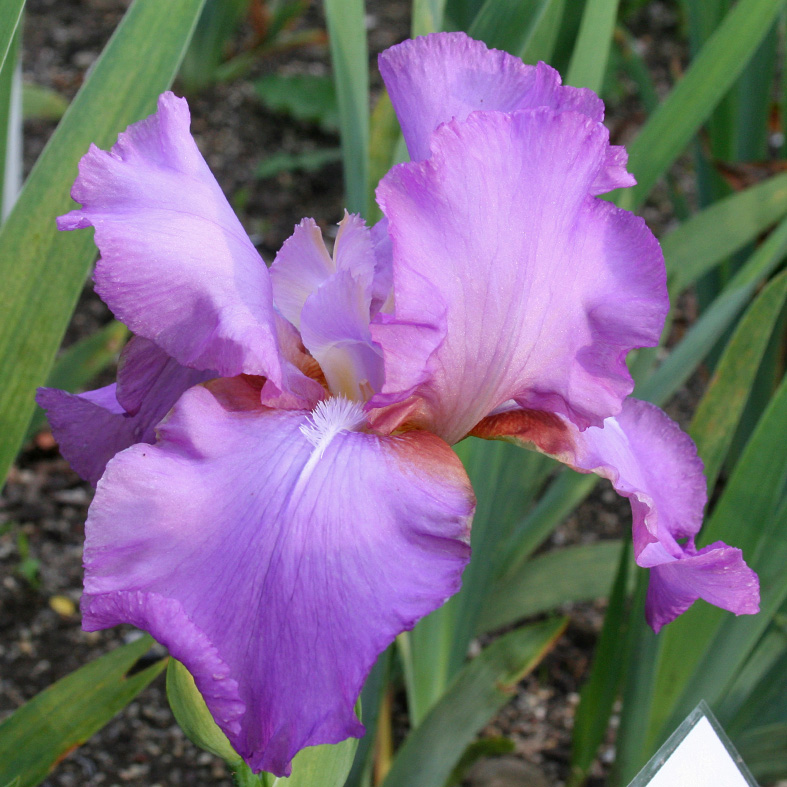 Iris Barbata-Elatior-H. 'Loganberry Squeeze'<span>Hohe Bartiris</span>