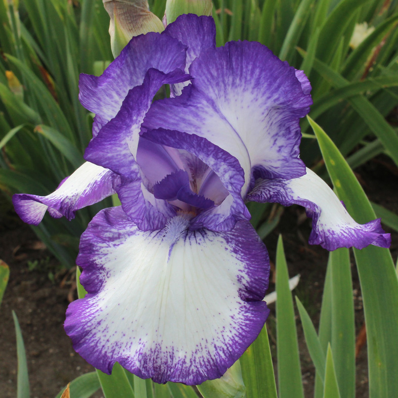 Iris Barbata-Elatior-H. 'Loop the Loop'<span>Hohe Bartiris</span>