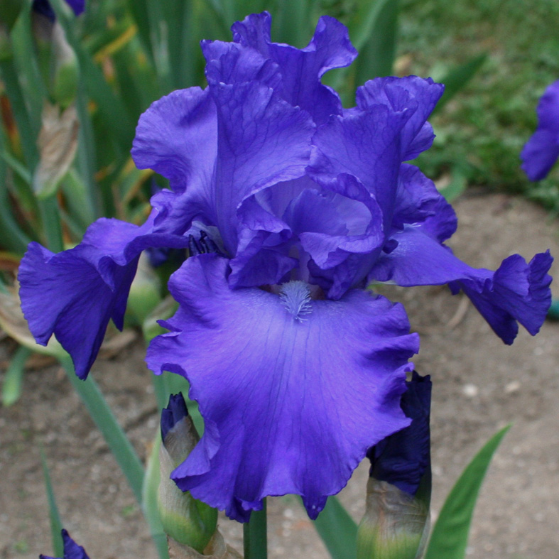 Iris Barbata-Elatior-H. 'Mer du Sud'<span>Hohe Bartiris</span>