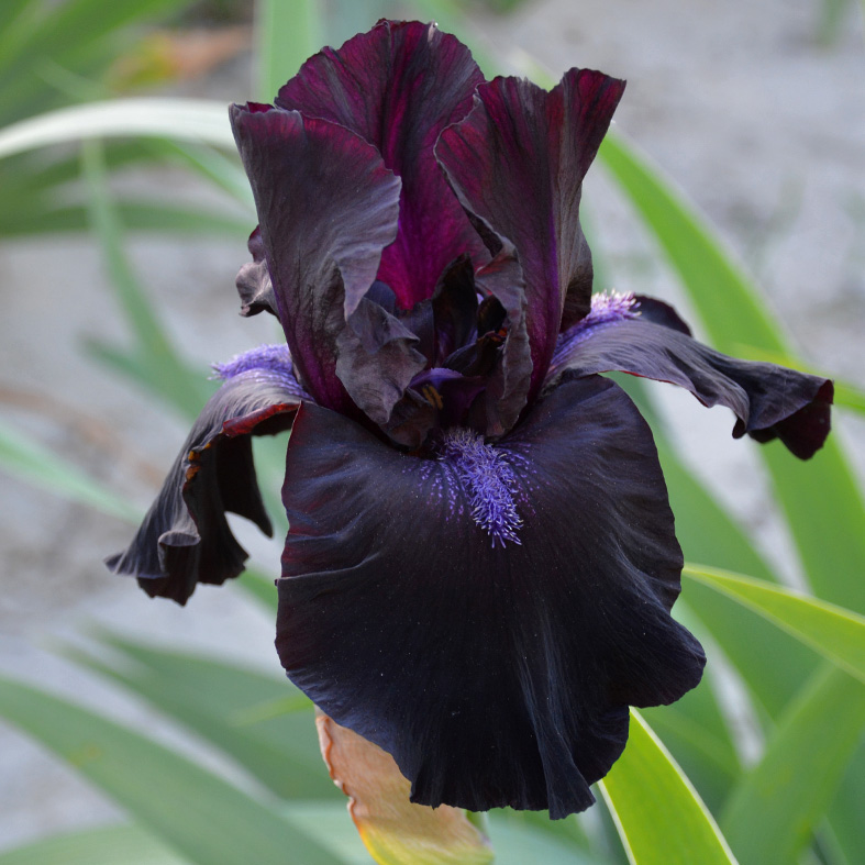 Iris Barbata-Elatior-H. 'Midnight Oil'<span>Hohe Bartiris</span>