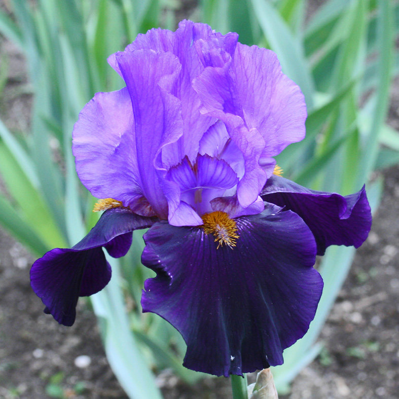 Iris Barbata-Elatior-H. 'Mysterieux'<span>Hohe Bartiris</span>