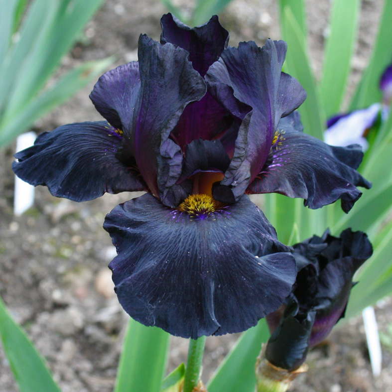 Iris Barbata-Elatior-H. 'Old Black Magic'<span>Hohe Bartiris</span>