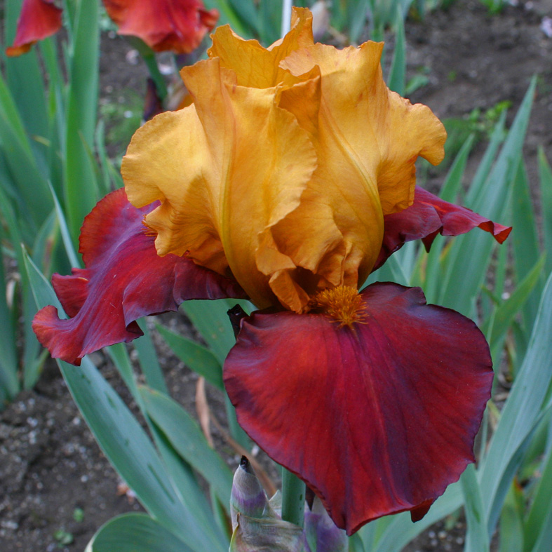 Iris Barbata-Elatior-H. 'Oritam'<span>Hohe Bartiris</span>