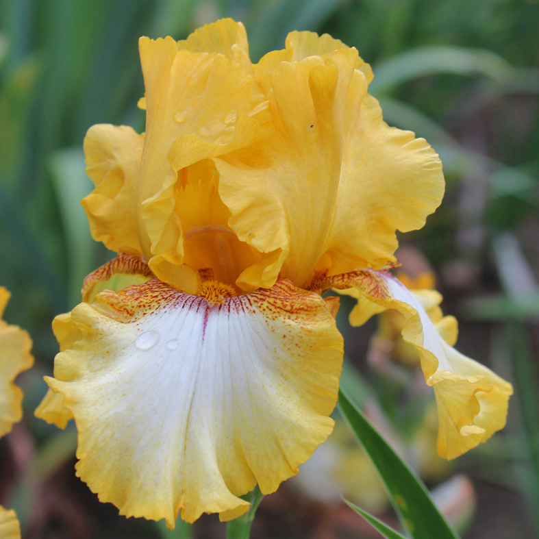 Iris Barbata-Elatior-H. 'Panocha'<span>Hohe Bartiris</span>