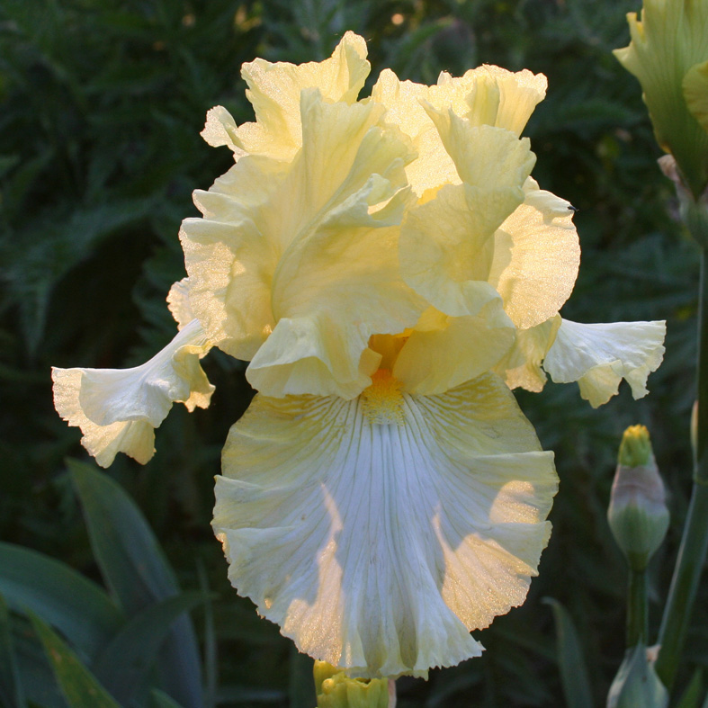 Iris Barbata-Elatior-H. 'Pleated Gown'<span>Hohe Bartiris</span>