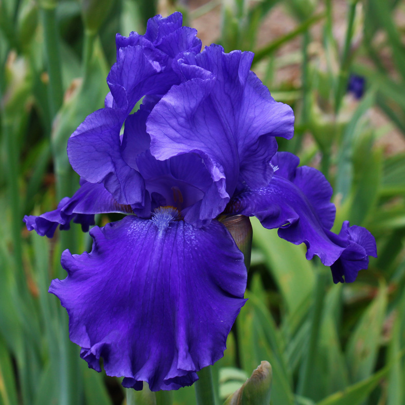 Iris Barbata-Elatior-H. 'Pledge Allegiance'<span>Hohe Bartiris</span>
