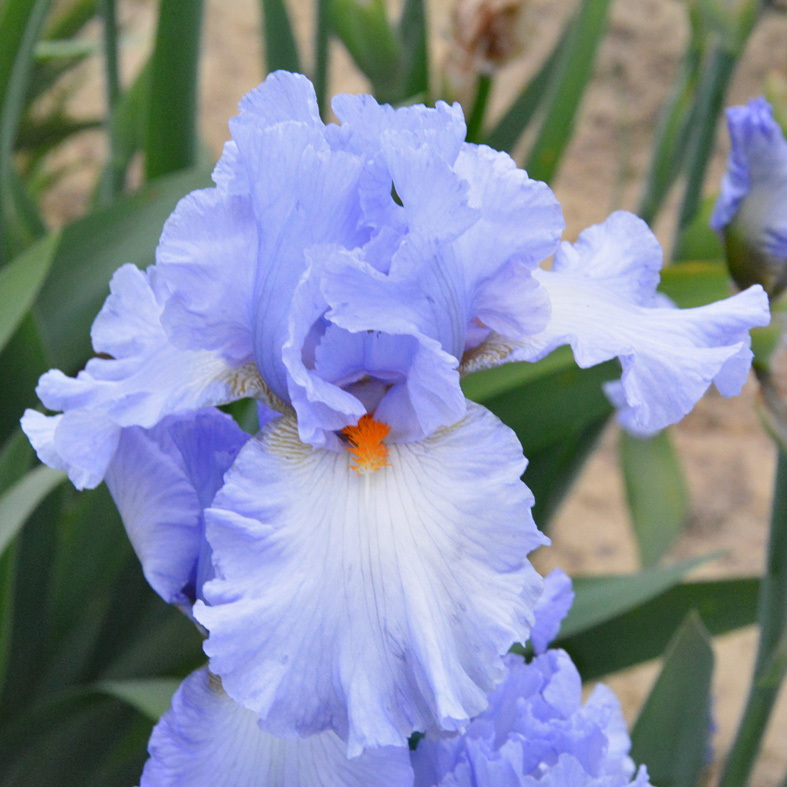 Iris Barbata-Elatior-H. 'Princesse Caroline de Mon<span>Hohe Bartiris</span>