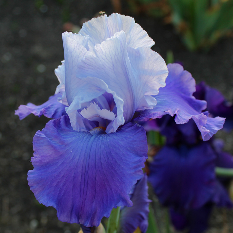 Iris Barbata-Elatior-H. 'Proud Tradition'<span>Hohe Bartiris</span>