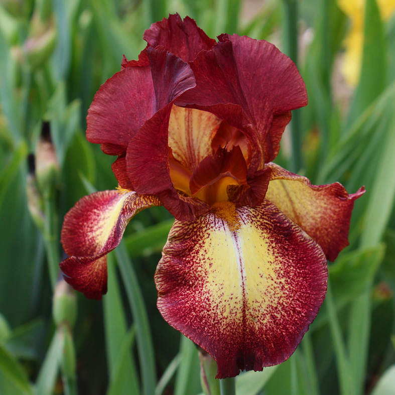 Iris Barbata-Elatior-H. 'Provencal'<span>Hohe Bartiris</span>