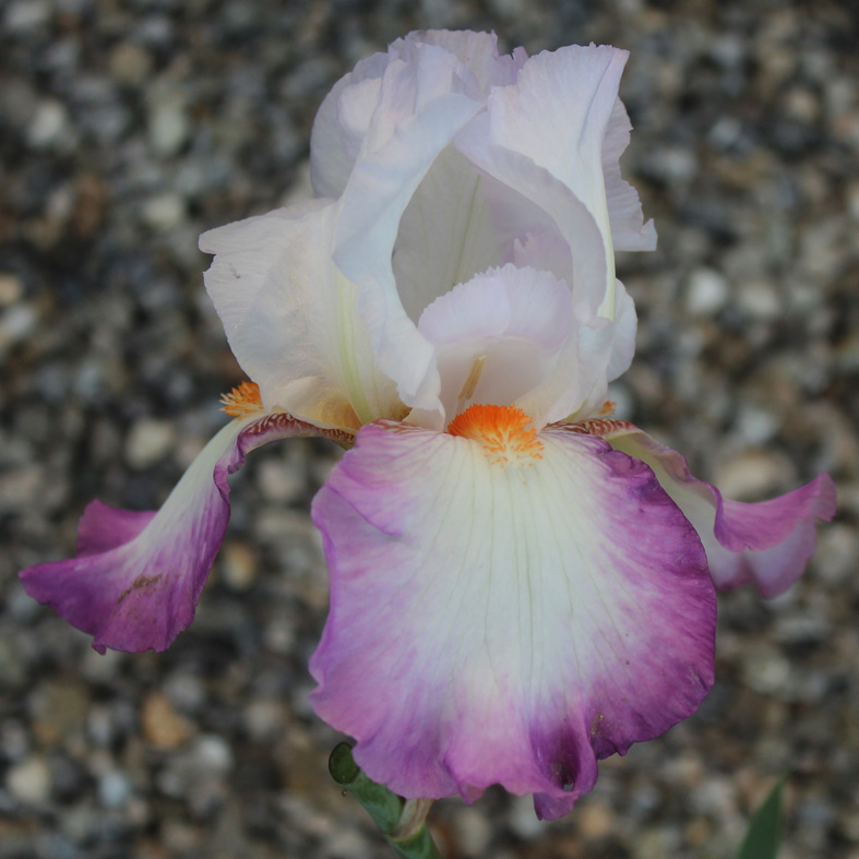 Iris Barbata-Elatior-H. 'Ravissant'<span>Hohe Bartiris</span>