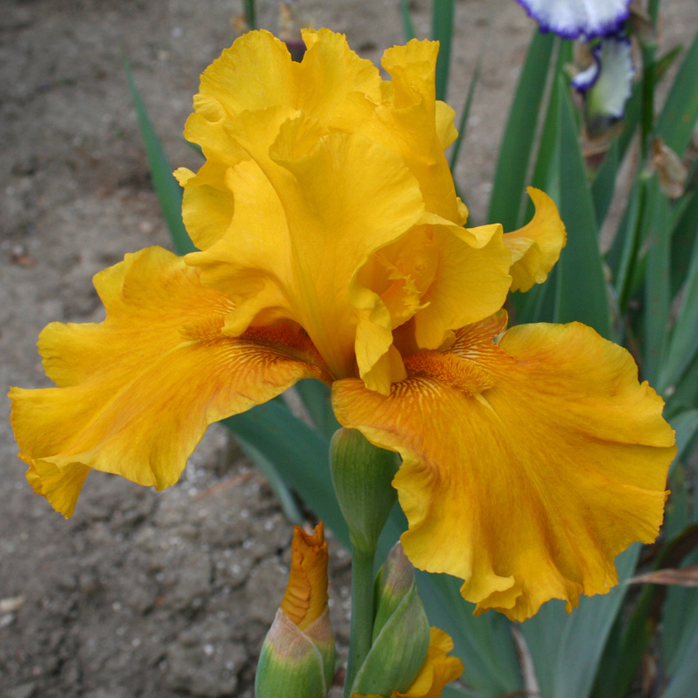 Iris Barbata-Elatior-H. 'Reflets Safran'<span>Hohe Bartiris</span>