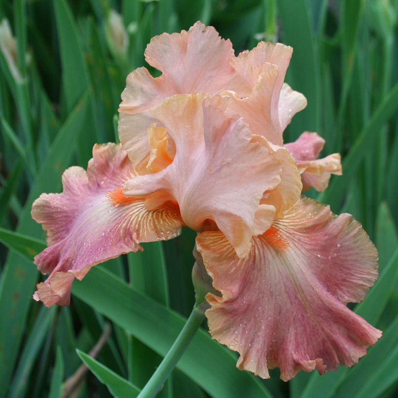 Iris Barbata-Elatior-H. 'Role Model'<span>Hohe Bartiris</span>