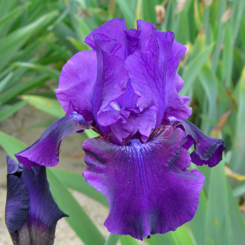Iris Barbata-Elatior-H. 'Rosalie Figge'<span>Hohe Bartiris</span>