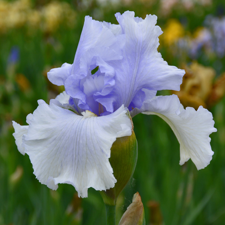 Iris Barbata-Elatior-H. 'Silver Skates'<span>Hohe Bartiris</span>