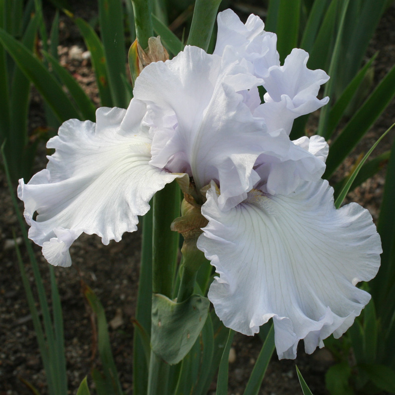 Iris Barbata-Elatior-H. 'Silverado'<span>Hohe Bartiris</span>