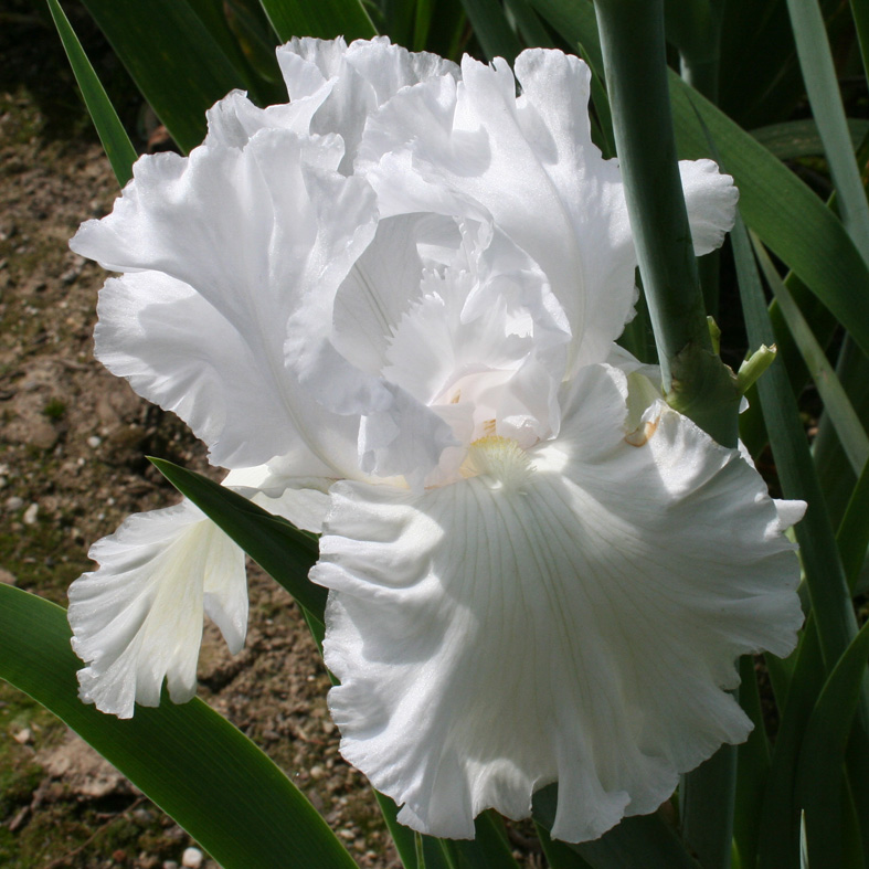 Iris Barbata-Elatior-H. 'Skating Party'<span>Hohe Bartiris</span>