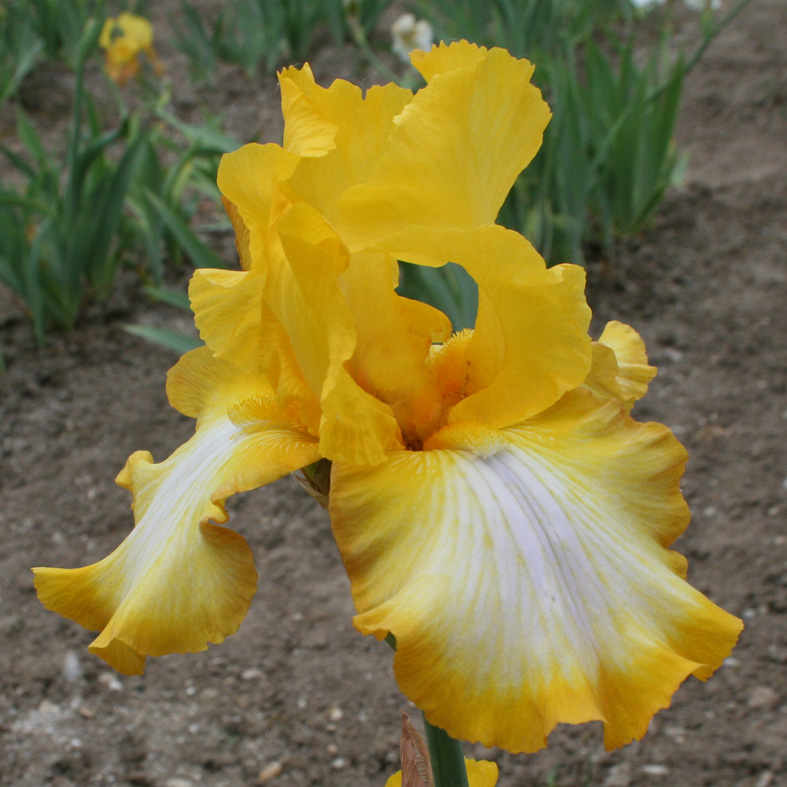 Iris Barbata-Elatior-H. 'Smiling Gold'<span>Hohe Bartiris</span>