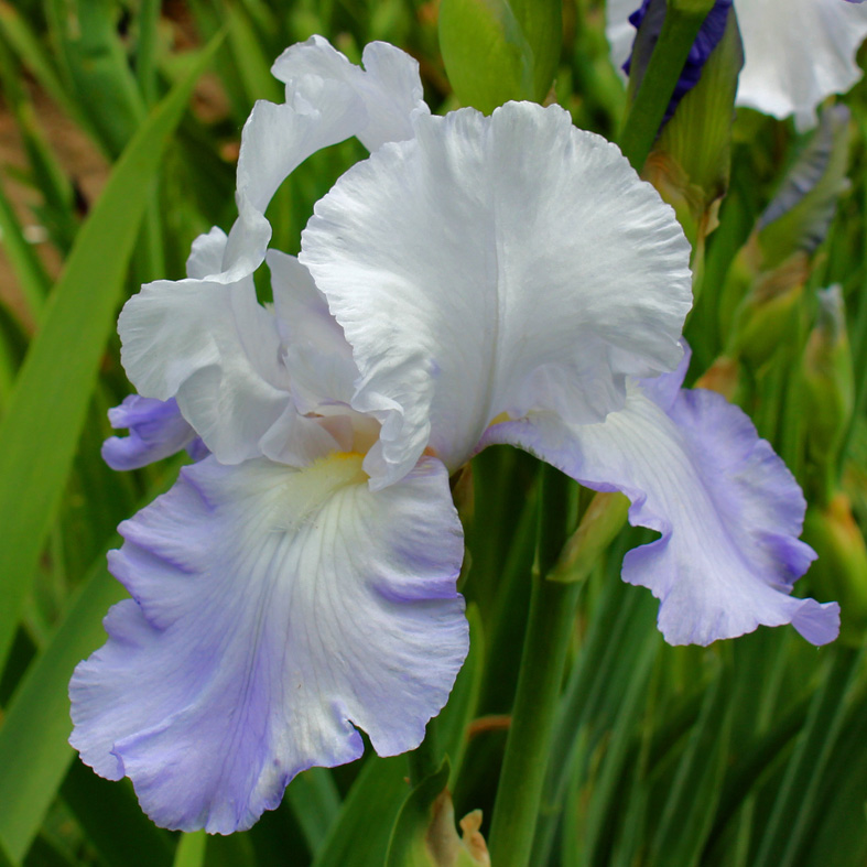 Iris Barbata-Elatior-H. 'Snow Cloud'<span>Hohe Bartiris</span>