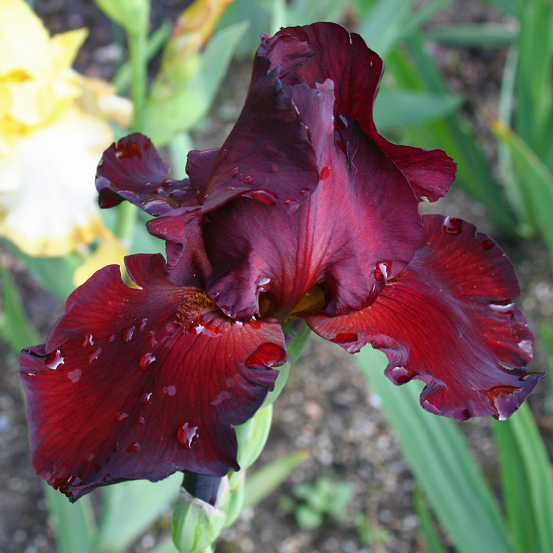 Iris Barbata-Elatior-H. 'Spartan'<span>Hohe Bartiris</span>