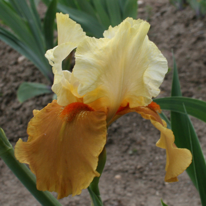 Iris Barbata-Elatior-H. 'Spiced Custard'<span>Hohe Bartiris</span>