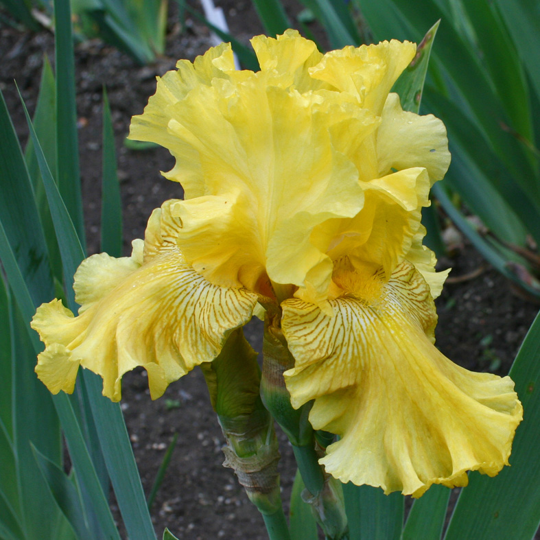 Iris Barbata-Elatior-H. 'Spirit of Memphis'<span>Hohe Bartiris</span>