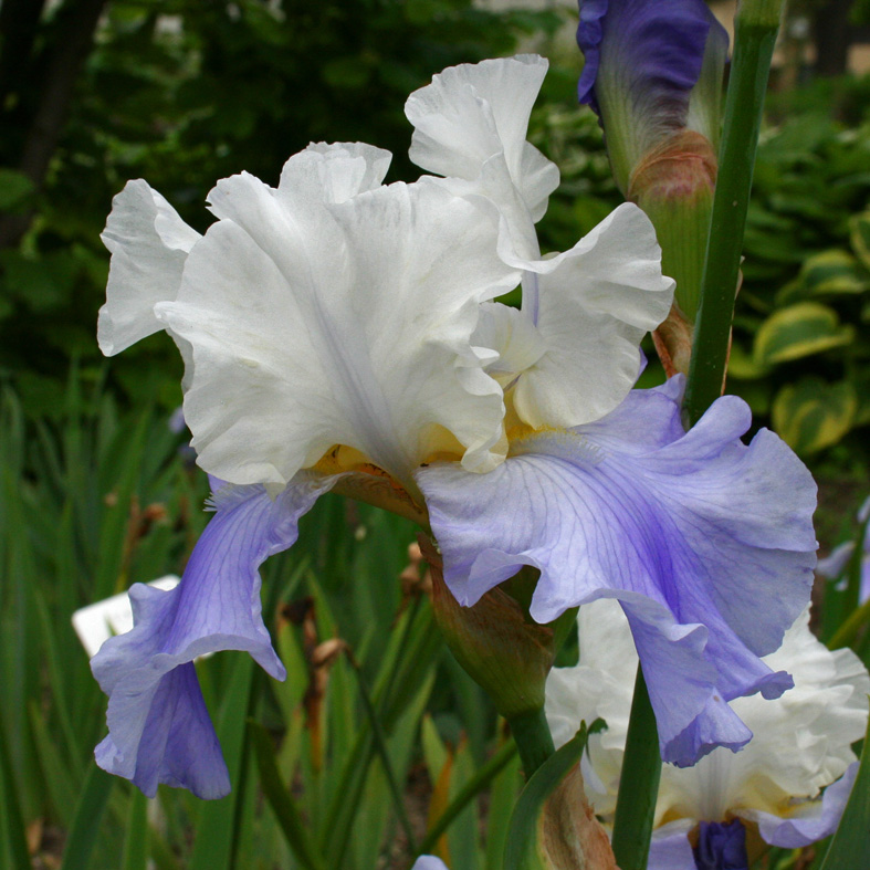 Iris Barbata-Elatior-H. 'Stairway to Heaven'<span>Hohe Bartiris</span>