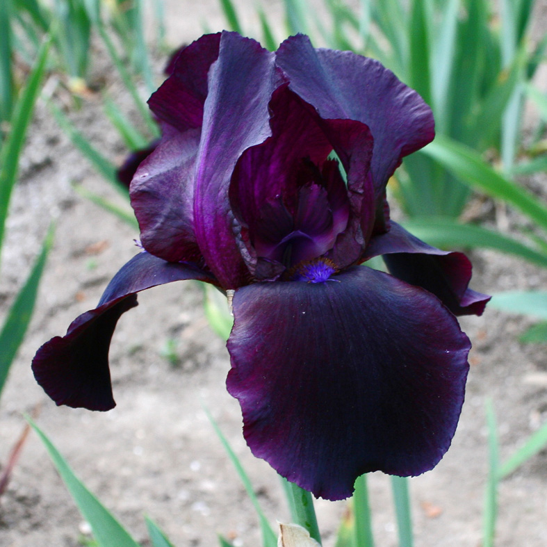 Iris Barbata-Elatior-H. 'Study in Black'<span>Hohe Bartiris</span>