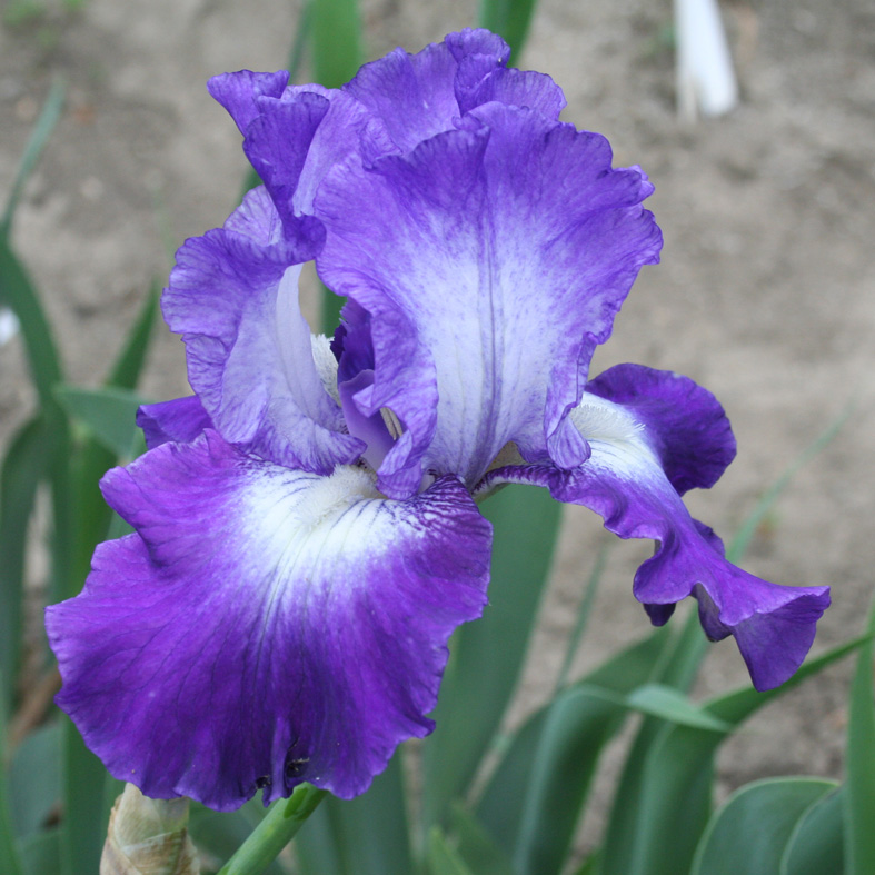 Iris Barbata-Elatior-H. 'Suky'<span>Hohe Bartiris</span>