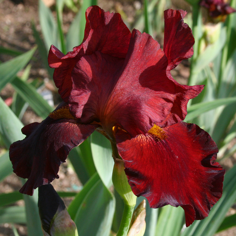 Iris Barbata-Elatior-H. 'Sultan's Palace'<span>Hohe Bartiris</span>