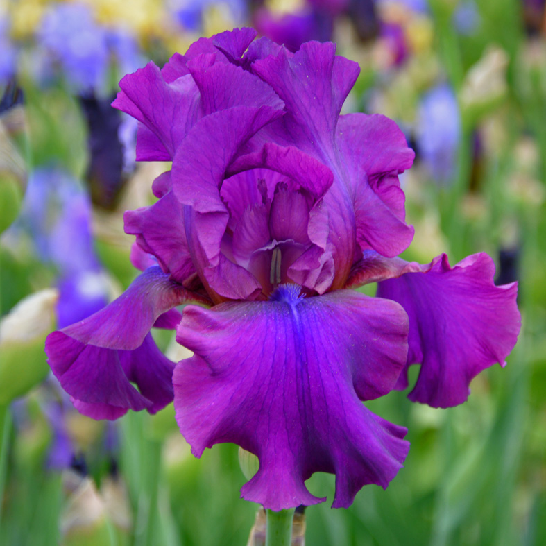 Iris Barbata-Elatior-H. 'Sultry Mood'<span>Hohe Bartiris</span>