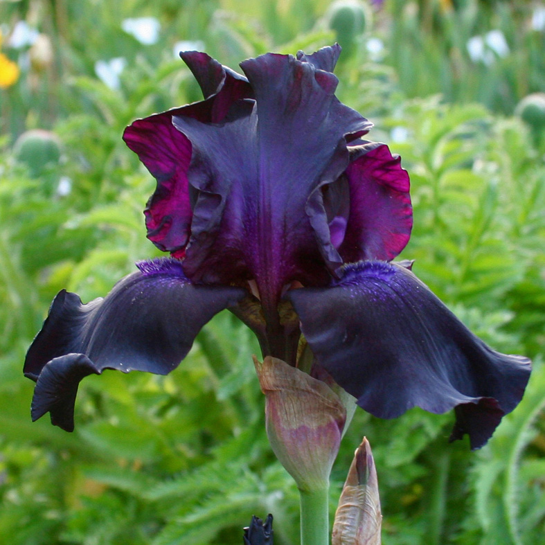 Iris Barbata-Elatior-H. 'Superstition'<span>Hohe Bartiris</span>