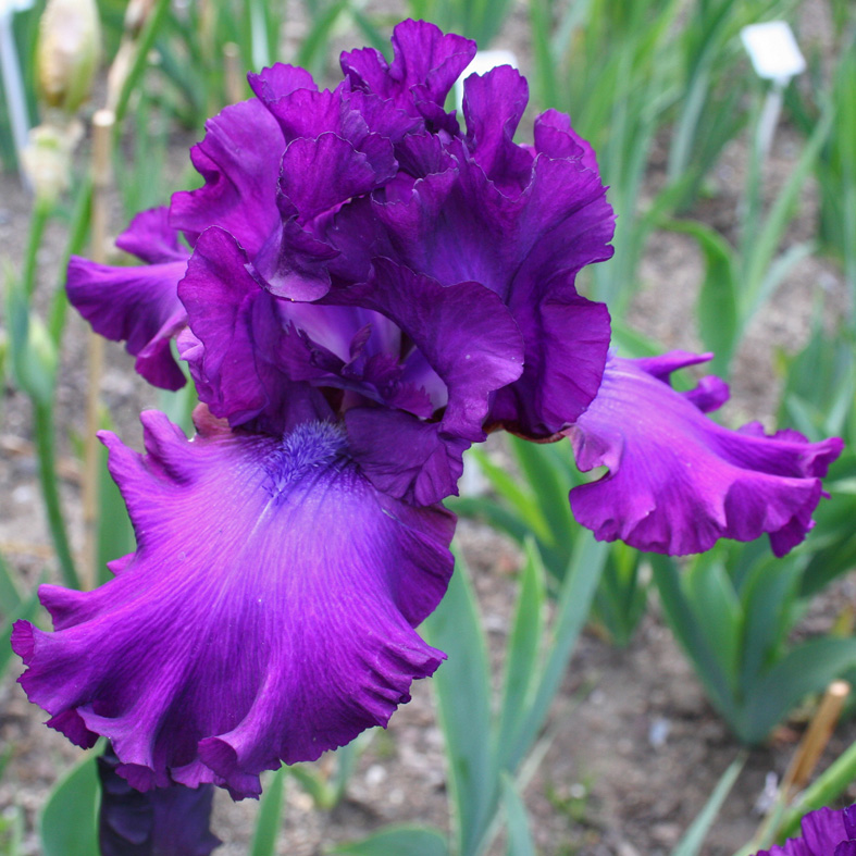 Iris Barbata-Elatior-H. 'Swingtown'<span>Hohe Bartiris</span>