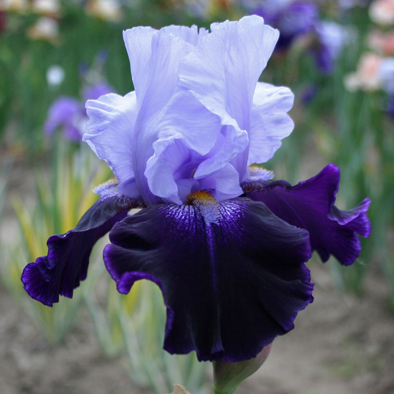 Iris Barbata-Elatior-H. 'Tempting Fate'<span>Hohe Bartiris</span>