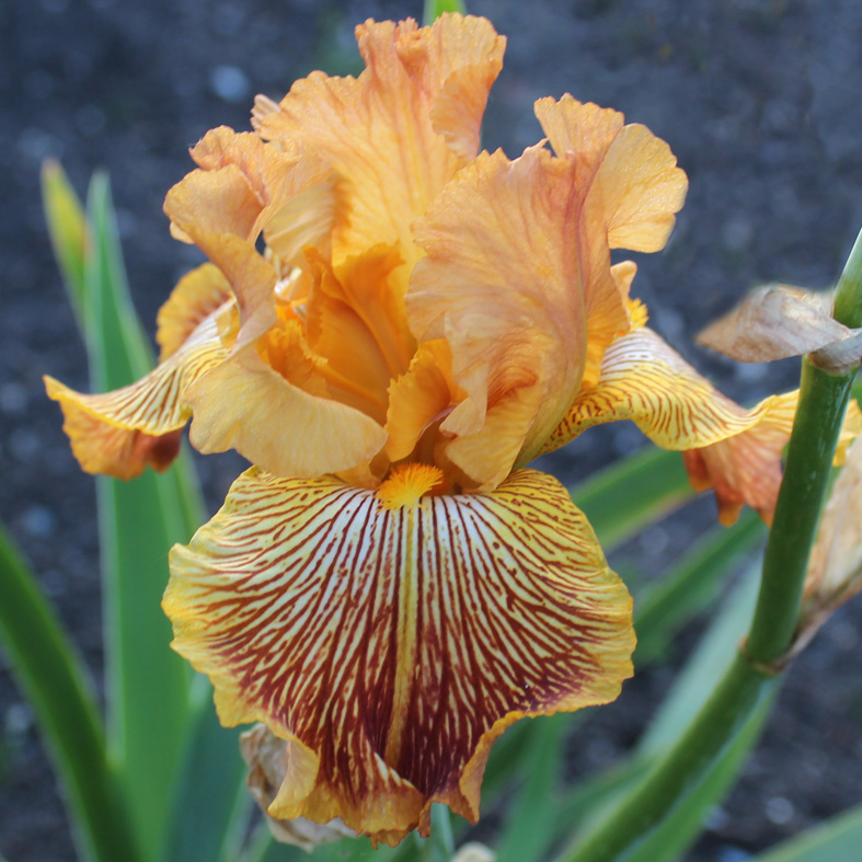 Iris Barbata-Elatior-H. 'Tiger Shark'<span>Hohe Bartiris</span>