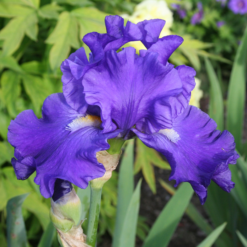 Iris Barbata-Elatior-H. 'Tintenherz'<span>Hohe Bartiris</span>