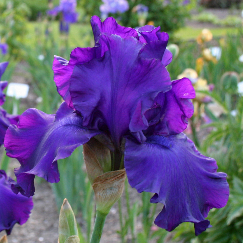 Iris Barbata-Elatior-H. 'Titan's Glory'<span>Hohe Bartiris</span>