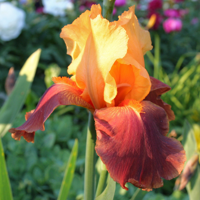 Iris Barbata-Elatior-H. 'Torero'<span>Hohe Bartiris</span>
