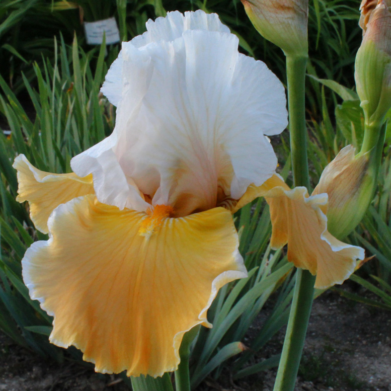 Iris Barbata-Elatior-H. 'Transorange'<span>Hohe Bartiris</span>