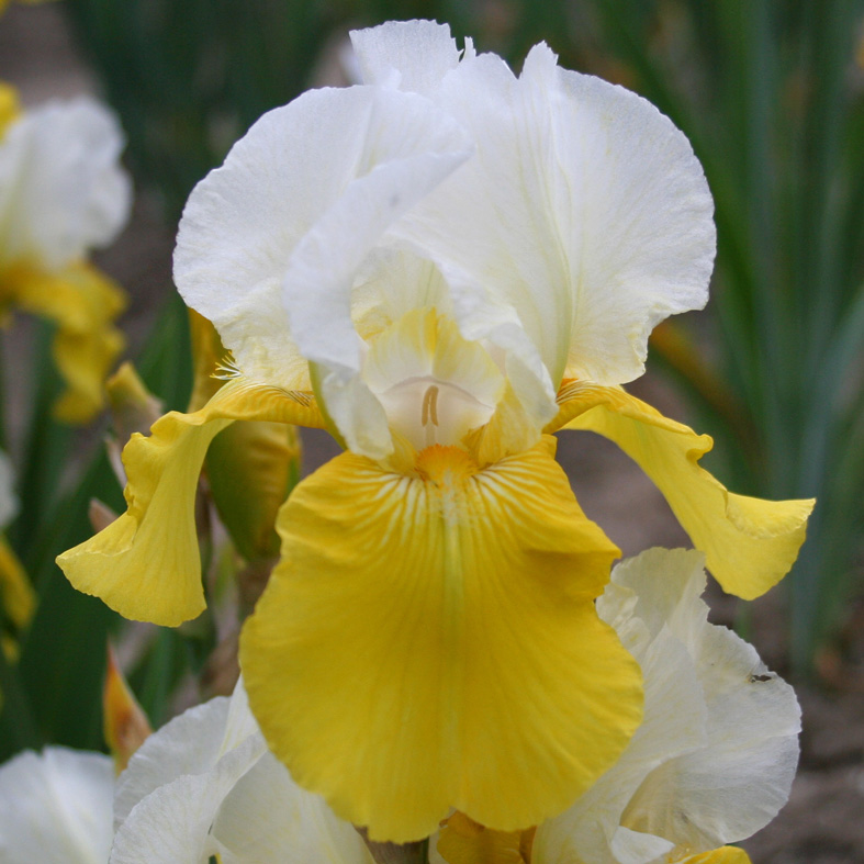 Iris Barbata-Elatior-H. 'Tulip Festival'<span>Hohe Bartiris</span>