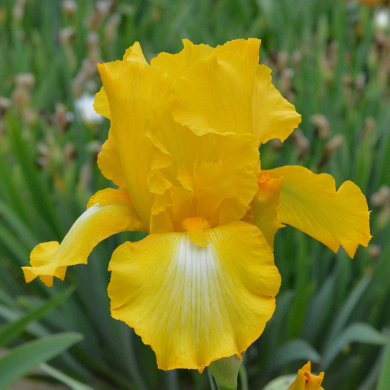 Iris Barbata-Elatior-H. 'Warm Gold'<span>Hohe Bartiris</span>