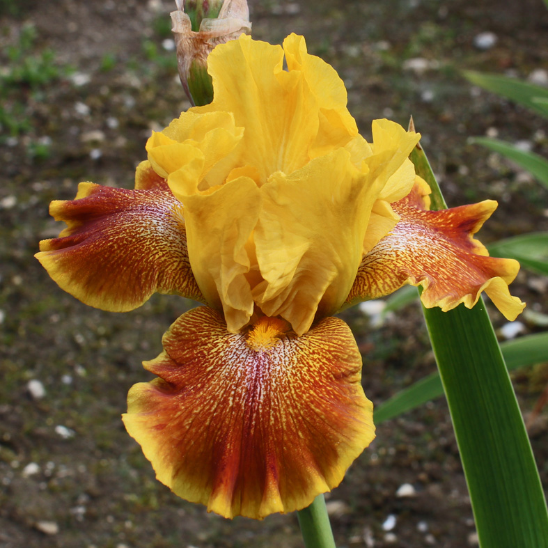 Iris Barbata-Elatior-H. 'Wild Jasmine'<span>Hohe Bartiris</span>