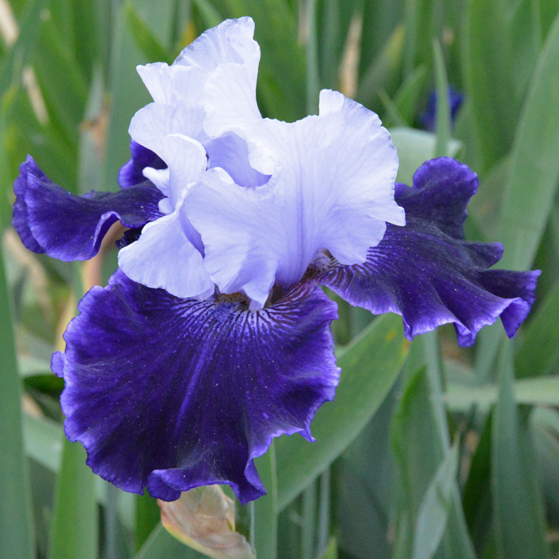 Iris Barbata-Elatior-H. 'World Premier'<span>Hohe Bartiris</span>