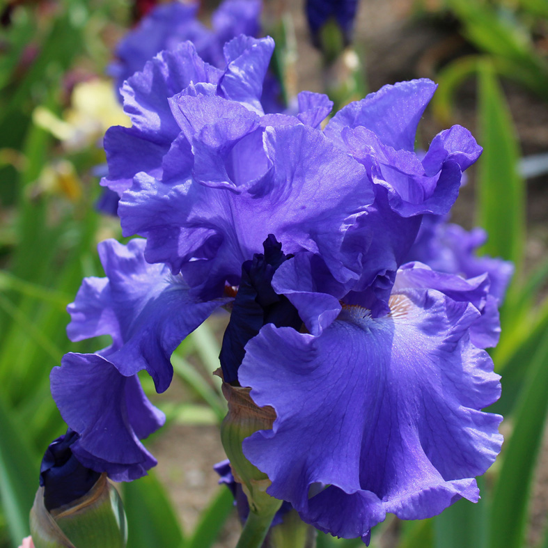 Iris Barbata-Elatior-H. 'Yaquina Blue'<span>Hohe Bartiris</span>
