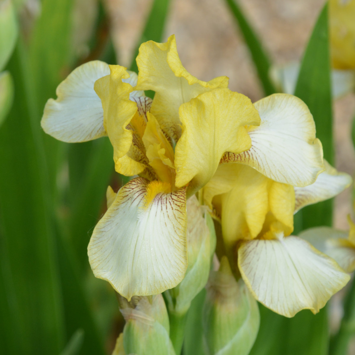 Iris Miniature Tall Bearded-H. 'Anicroche'<span>Bartiris</span>