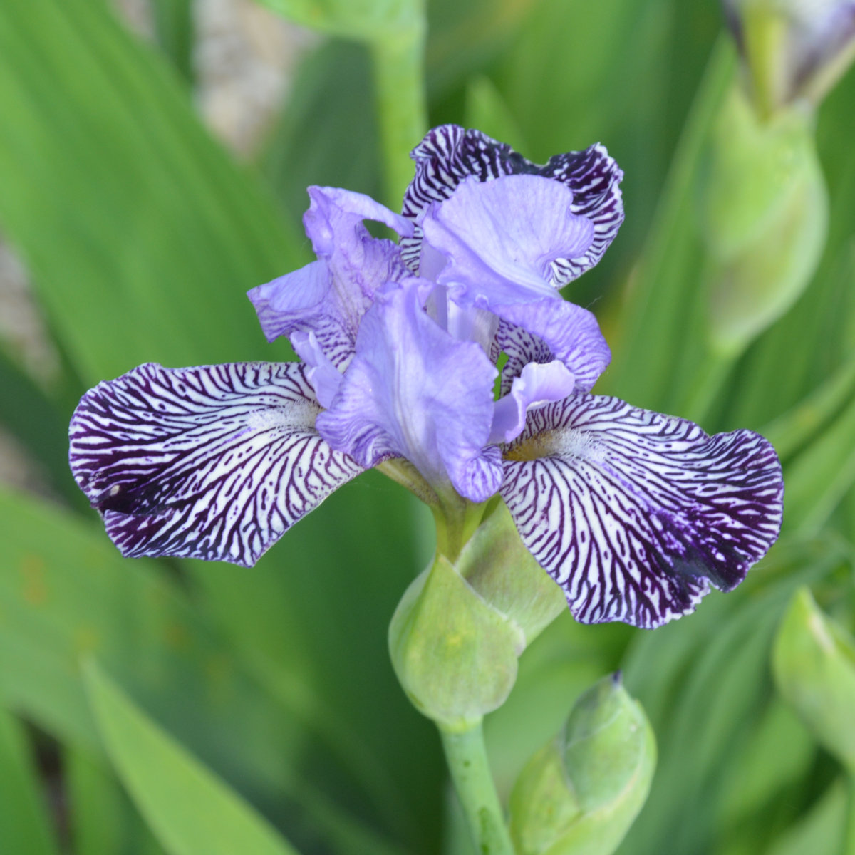 Iris Miniature Tall Bearded-H. 'Anne-Tje'<span>Bartiris</span>